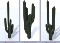 Cactus Saguaro